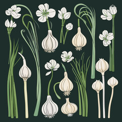 Set of Garlic Scapes hand drawing isolated vector illustration, spring collections