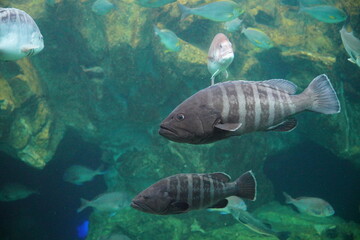 クエ　long tooth grouper