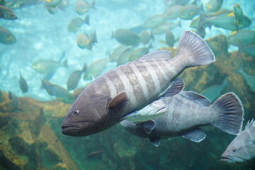クエ　long tooth grouper
