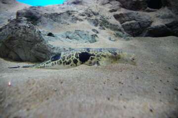 トラフグ　Tiger puffer