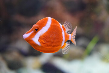 ホワイトバードボックスフィッシュ　ふぐ