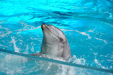 ミナミバンドウイルカ　ミナミハンドウイルカ , indopacific bottlenose dolphin