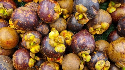 Selective focus of purple mangosteen fruit. Mangosteen (Garcinia mangostana) has been known as The Queen of Fruits. Ready to eat fresh mangosteen tropical fruit. Asia fruits concept.