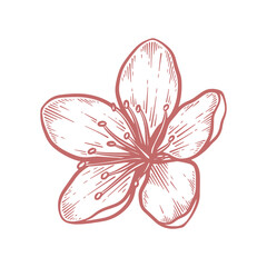 Hand drawn cherry blossom flower. Sakura flower line art vector illustration
