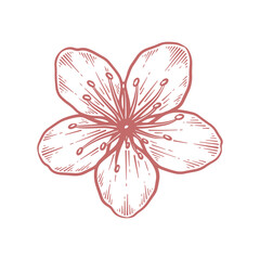 Hand drawn cherry blossom flower. Sakura flower line art vector illustration