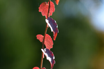蔦の紅葉