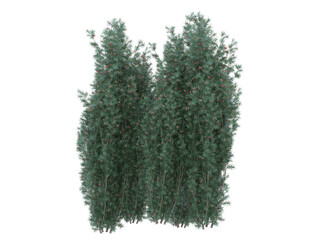  English yew tree and branches bushes shrub isolated