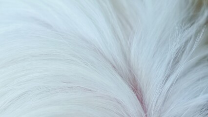 Abstract close-up white dog fur background texture