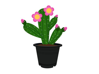 Cactus in a black pot.