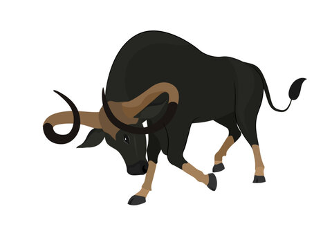 Kouprey on a white background.