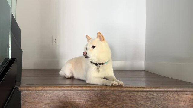 Perky cheerful little Pomeranian dog wagging its tail, lowering ears while rushing down, Shiba Inu in collar peacefully lying, looking seriously, observing. High quality 4k footage