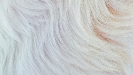 white fur background texture