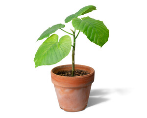 素朴な植木鉢に植えられた、ウンベラータの苗木（影あり）