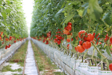 Rows of tomatoes ripening in neat greenhouse rows