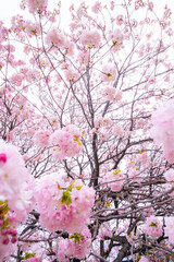 Beautiful scenery nature of pink Sakura cherry blossoms flowers on Sakura tree in springtime day at public park in Japan. Beauty of nature and season change concept.