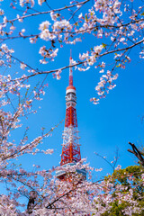 Beautiful scenery nature of pink Sakura cherry blossoms flowers on Sakura tree in springtime day at...