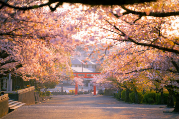 Naklejka na ściany i meble Beautiful scenery nature of pink Sakura cherry blossoms flowers on Sakura tree in springtime day at public park in Japan. Beauty of nature and season change concept.