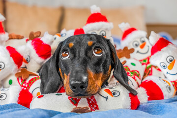 Dachshund dog hid in pile of identical snowman toy, looking at ceiling, boredom. Inflation of happiness, social deprivation, compensation of parental attention with gift Sad children holiday, birthday