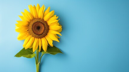 Fototapeta premium Single sunflower blue color background. Generative AI.