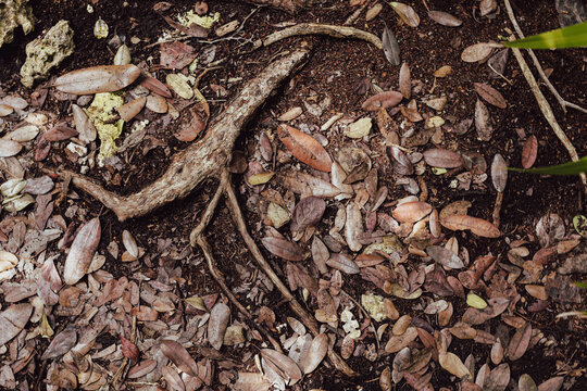 Tree roots with fallen leaves around