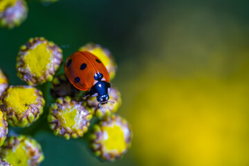 Ladybug on yellow tansy flowers close-up.