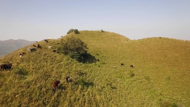 Caws graze in a clearing near Melong waterfall in Cameroon, Africa