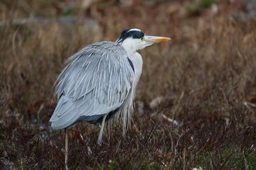 冬の水辺でたたずむアオサギ