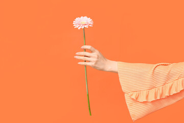 Female hand with pink gerbera flower on orange background