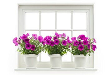 Fototapeta na wymiar Isolated white background window displaying petunia flowers