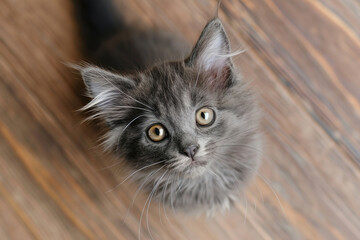 Curious gray fluffy kitten looking up with big eyes