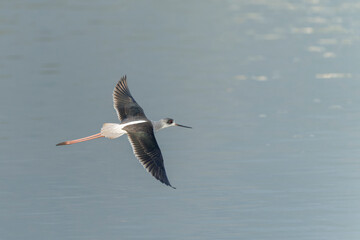Black-winged stilt in flight above the water 