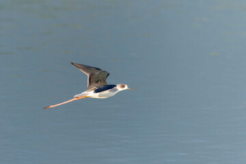 Black-winged stilt in flight above the water 