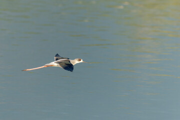 Black-winged stilt in flight above the water 