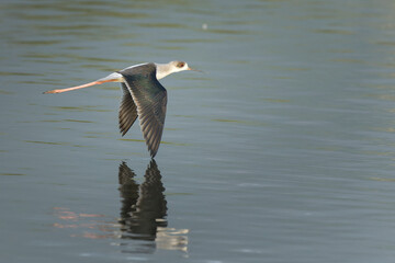 Black-winged stilt in flight above the water 