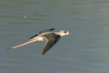 Black-winged stilt in flight above the water 