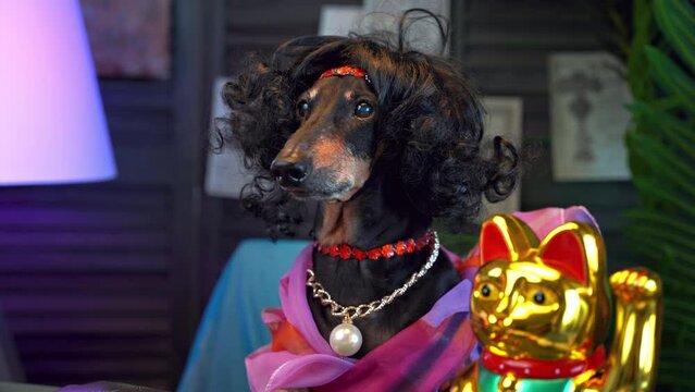 Dachshund dog in wig and frilly clothes is engaged in women practices, affirmations Parody of esoteric coach infotsyganami, passion for Eastern practices, tarot cards, natal chart, magical thinking