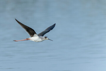 Fototapeta na wymiar Black-winged stilt in flight above the water 