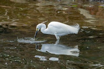 Great egret fishing in the water