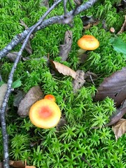 Discovering nature and beautiful mushrooms while hiking in the woods… La Tuque, Quebec, Canada