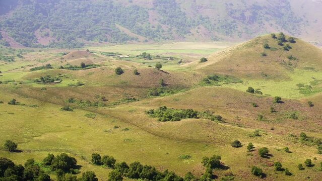 Caws graze in a clearing near Melong waterfall in Cameroon, Africa