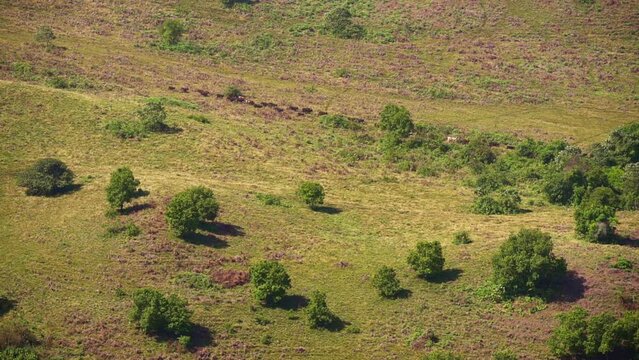 Caws graze in a clearing near Melong waterfall in Cameroon, Africa