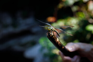 Cordulegaster Heros - Balkan Goldenring Dragonfly Drying Wings on a Wooden Stick in Morning Nature