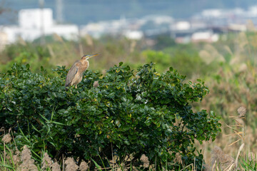 Purple heron perched in the tree
