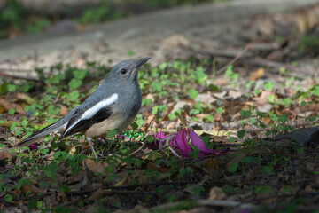 Oriental magpie robin on the grass