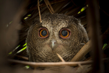 Collared owl baby in the nest