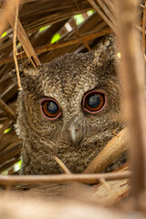 Collared owl baby in the nest