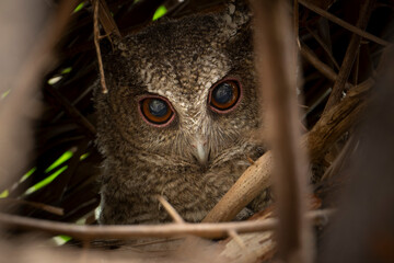 Collared owl baby in the nest