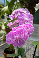 Purple orchid in cart