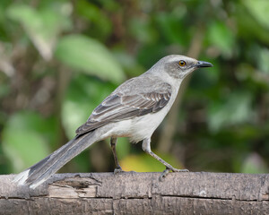 Mimus gilvus