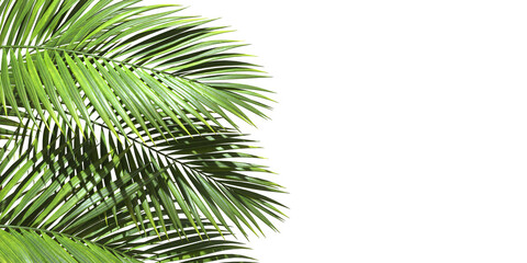 Palm trees leaves realistic with copy space on transparent backgrounds 3d rendering png